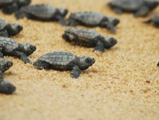 Baby Caretta Turtles making their way to sea
