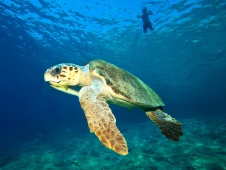 Swimming with Caretta Turtles